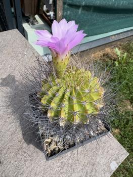 Preview: Acanthocalycium spiniflorum